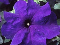 Петуния крупноцветковая (Tango F1)