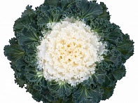 Декоративная капуста