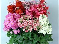 Примула нежная (Fair Lady)