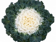 Декоративная капуста (Bright and Early)