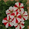 Петуния крупноцветковая (Petunia grandiflora)