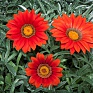 Гацания жестковатая (Gazania rigens)