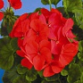 Герань (пеларгония садовая) (Pelargonium x hortorum)