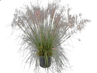 Мюленбергия волосовидная