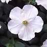 Петуния многоцветковая (Petunia multiflora)