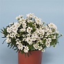 Иберис вечнозеленый (Iberis sempervirens)