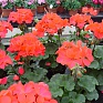 Герань (пеларгония садовая) генетически компактная (Pelargonium x hortorum)