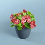 Бегония вечноцветущая (зеленая листва) (Begonia semperflorens)