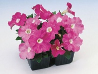 Петуния многоцветковая (Lambada F1)