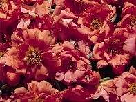 Портулак крупноцветковый (Sundial F1)