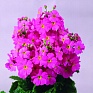 Примула нежная (Primula malacoides)