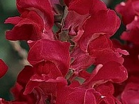 Львиный зев (Антирринум) большой (Rocket F1)