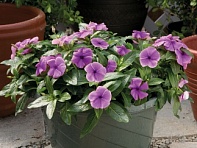 Катарантус розовый ампельный (Solar Avalanche F1)