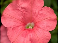 Петуния ампельная гибридная (Fotofinish F1)