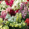 Львиный зев (Антирринум) большой (Antirrhinum majus)