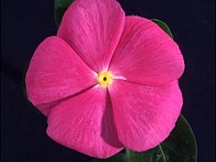 Катарантус розовый (Ocean F1)