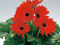 Гербера Джемсона (Royal F1)