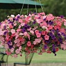 Петуния ампельная гибридная (Petunia х hybrida)