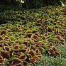 Колеус гибридный (Coleus х hybrida)