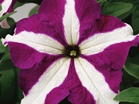 Петуния крупноцветковая (Tritunia F1)