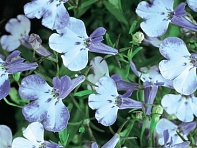 Лобелия ежевидная (Riviera)