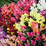 Львиный зев (Антирринум) большой (Antirrhinum majus)