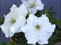 Петуния крупноцветковая