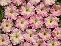 Петуния многоцветковая (Чехия) (Alenka F1) Петуния многоцветковая (Чехия) (Alenka F1)