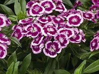 Гвоздика турецкая (Barbarini F1)