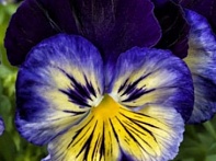 Виола Виттрока