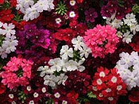 Вербена гибридная (Quartz XP)