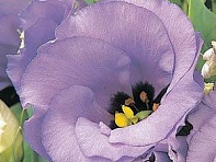 Лизиантус (Эустома) крупноцветковый (Florida F1)