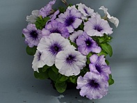 Петуния многоцветковая (генетически компактная) (Mambo GP F1) Петуния многоцветковая (генетически компактная) (Mambo GP F1)