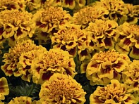 Бархатцы отклоненные (Little Hero) Бархатцы отклоненные (Little Hero)