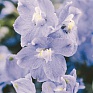 Дельфиниум крупноцветковый (Delphinium grandiflorum)