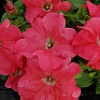 Петуния крупноцветковая (генетически компактная) (Petunia grandiflora)