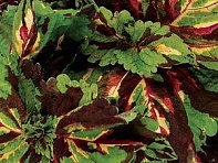 Колеус гибридный (Kong)