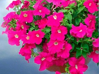 Петуния ампельная гибридная (Samba F1)