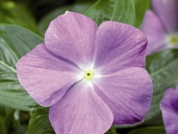 Катарантус розовый (SunStorm F1)