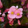 Бегония гибридная ампельная (зеленая листва) (Begonia hybrida)