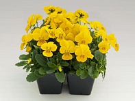 Виола рогатая (Admire F1) Виола рогатая (Admire F1)