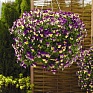 Виола рогатая (Viola cornuta)