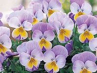 Виола рогатая (Floral Power F1)