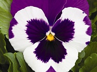 Виола Виттрока