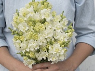 Львиный зев (Антирринум) махровый (Madame Butterfly F1)