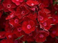 Гвоздика турецкая (Rockin F1)