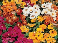 Немезия зобовидная (Sundrops)