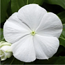 Катарантус розовый ампельный (Vinca rosea)