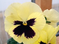 Виола Виттрока