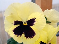 Виола Виттрока (Xtrada F1)